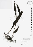 萊氏線蕨藏品圖，第1張