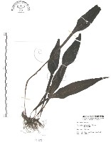 萊氏線蕨藏品圖，第1張