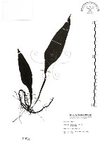 萊氏線蕨藏品圖，第1張