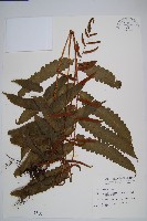 海南實蕨藏品圖，第1張