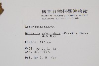 海南實蕨藏品圖，第2張