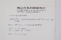 刺蕨藏品圖，第2張