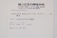 刺蕨藏品圖，第2張