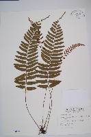 刺蕨藏品圖，第1張