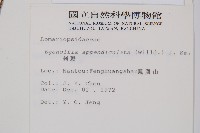 刺蕨藏品圖，第2張