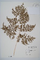 彎柄假複葉耳蕨藏品圖，第1張