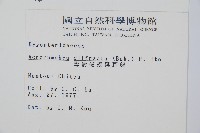 彎柄假複葉耳蕨藏品圖，第2張