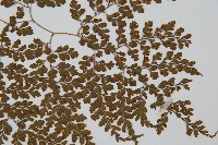 彎柄假複葉耳蕨藏品圖，第3張