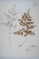 彎柄假複葉耳蕨藏品圖，第1張