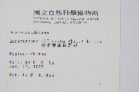 彎柄假複葉耳蕨藏品圖，第2張