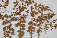 彎柄假複葉耳蕨藏品圖，第3張