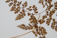 彎柄假複葉耳蕨藏品圖，第4張