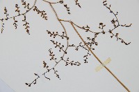 彎柄假複葉耳蕨藏品圖，第5張