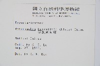 哈氏假複葉耳蕨藏品圖，第2張