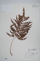 細葉複葉耳蕨藏品圖，第1張