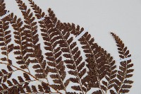 細葉複葉耳蕨藏品圖，第4張