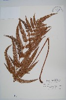 細葉複葉耳蕨藏品圖，第1張