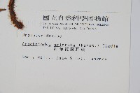 細葉複葉耳蕨藏品圖，第2張