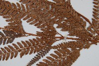 細葉複葉耳蕨藏品圖，第3張