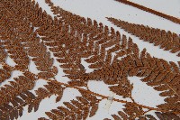 細葉複葉耳蕨藏品圖，第4張