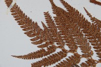 細葉複葉耳蕨藏品圖，第5張