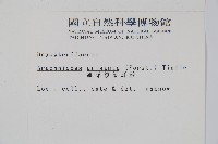 細葉複葉耳蕨藏品圖，第2張