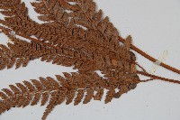 細葉複葉耳蕨藏品圖，第3張