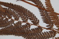 細葉複葉耳蕨藏品圖，第4張