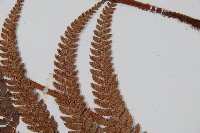 細葉複葉耳蕨藏品圖，第5張