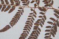 細葉複葉耳蕨藏品圖，第4張