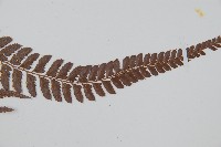 細葉複葉耳蕨藏品圖，第5張