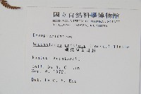 細葉複葉耳蕨藏品圖，第2張