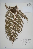 臺灣兩面複葉耳蕨藏品圖，第1張