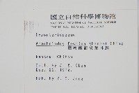 臺灣兩面複葉耳蕨藏品圖，第2張