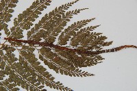 臺灣兩面複葉耳蕨藏品圖，第3張