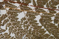 臺灣兩面複葉耳蕨藏品圖，第4張