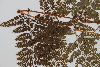 臺灣兩面複葉耳蕨藏品圖，第5張