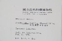 臺灣兩面複葉耳蕨藏品圖，第2張