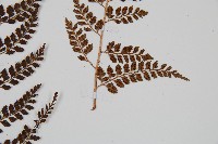 臺灣兩面複葉耳蕨藏品圖，第3張