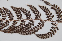 臺灣兩面複葉耳蕨藏品圖，第4張