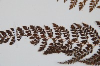 臺灣兩面複葉耳蕨藏品圖，第5張