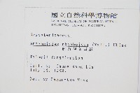 斜方複葉耳蕨藏品圖，第2張