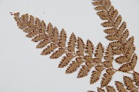 斜方複葉耳蕨藏品圖，第4張