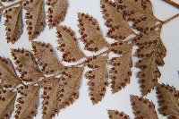 斜方複葉耳蕨藏品圖，第5張