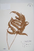 細葉複葉耳蕨藏品圖，第1張