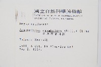 細葉複葉耳蕨藏品圖，第2張