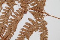 細葉複葉耳蕨藏品圖，第3張