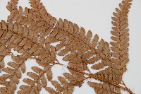 細葉複葉耳蕨藏品圖，第4張