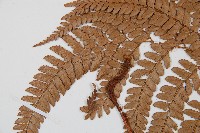 細葉複葉耳蕨藏品圖，第5張