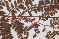 斜方複葉耳蕨藏品圖，第4張